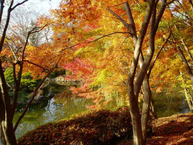 autumn korean