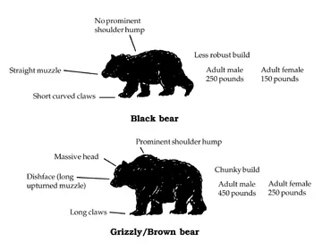 diferencias-oso-Grizly-oso-negro
