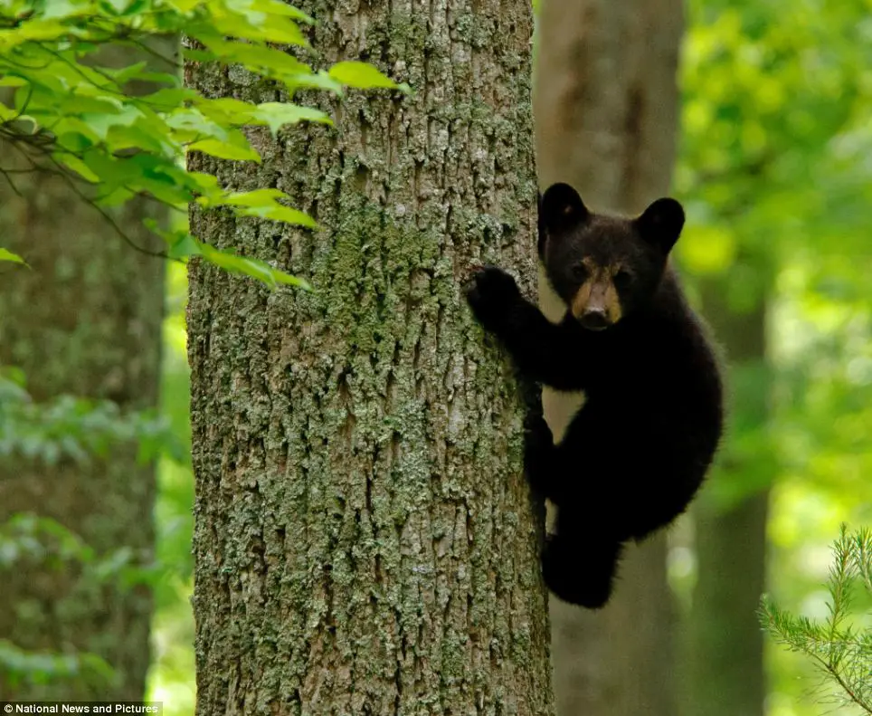 oso-negro-bebe-black-bear-baby