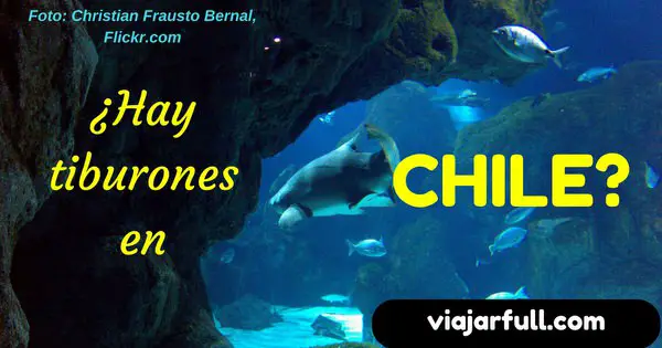 Tiburones en Chile_1
