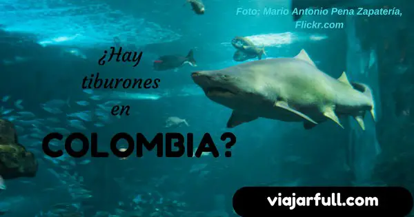 Tiburones en Colombia_1