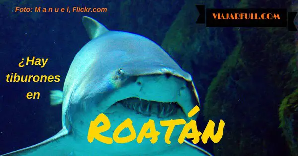Tiburones en Roatán_1