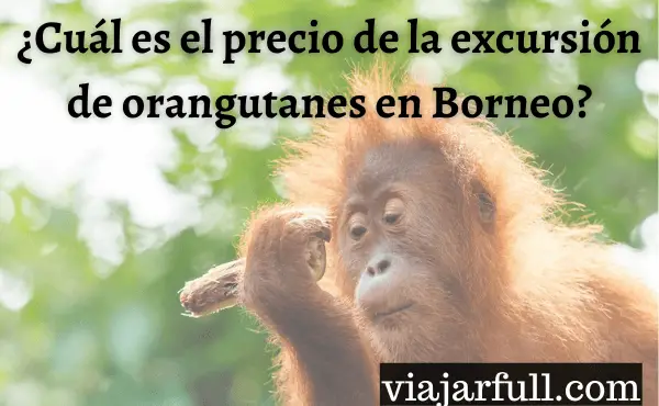 excursion orangutanes borneo precio