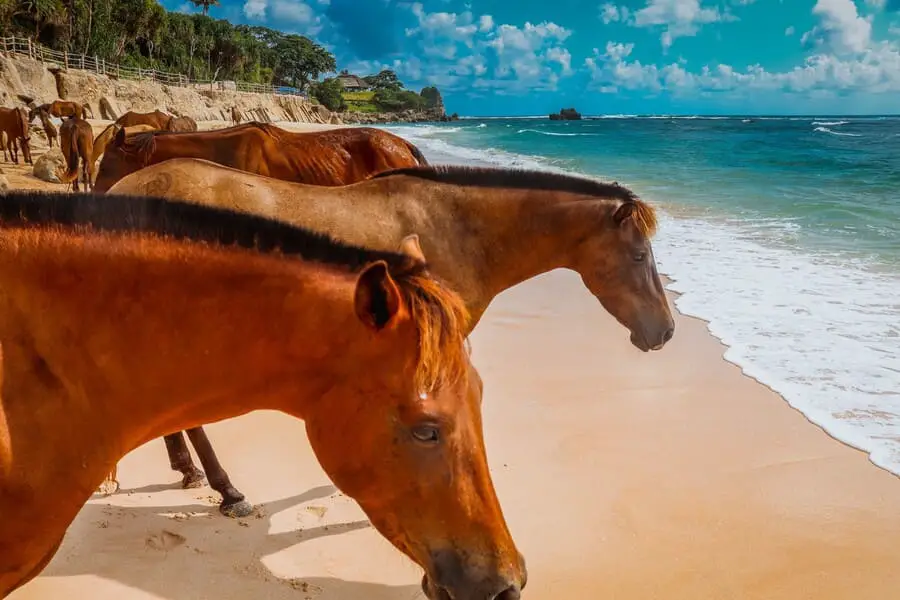 isla-de-nihi-sumba-caballos
