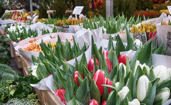 tulipanes en amsterdam