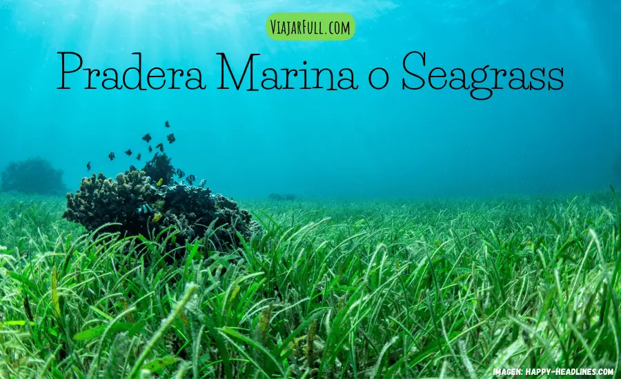 pradera-marina-seagrass-que-es
