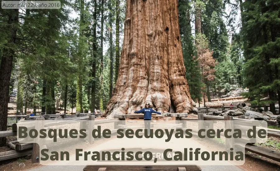 bosques-de-secuoyas-cerca-de-san-francisco-california