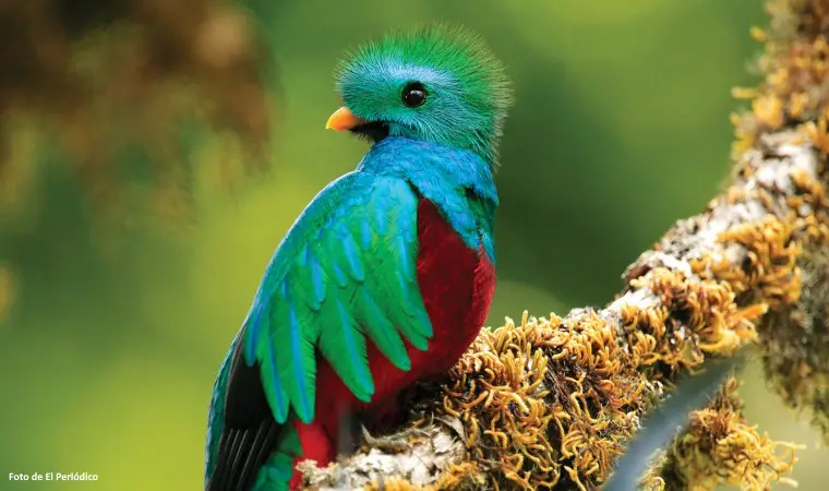 quetzal-fauna-costa-rica-cuando-ver